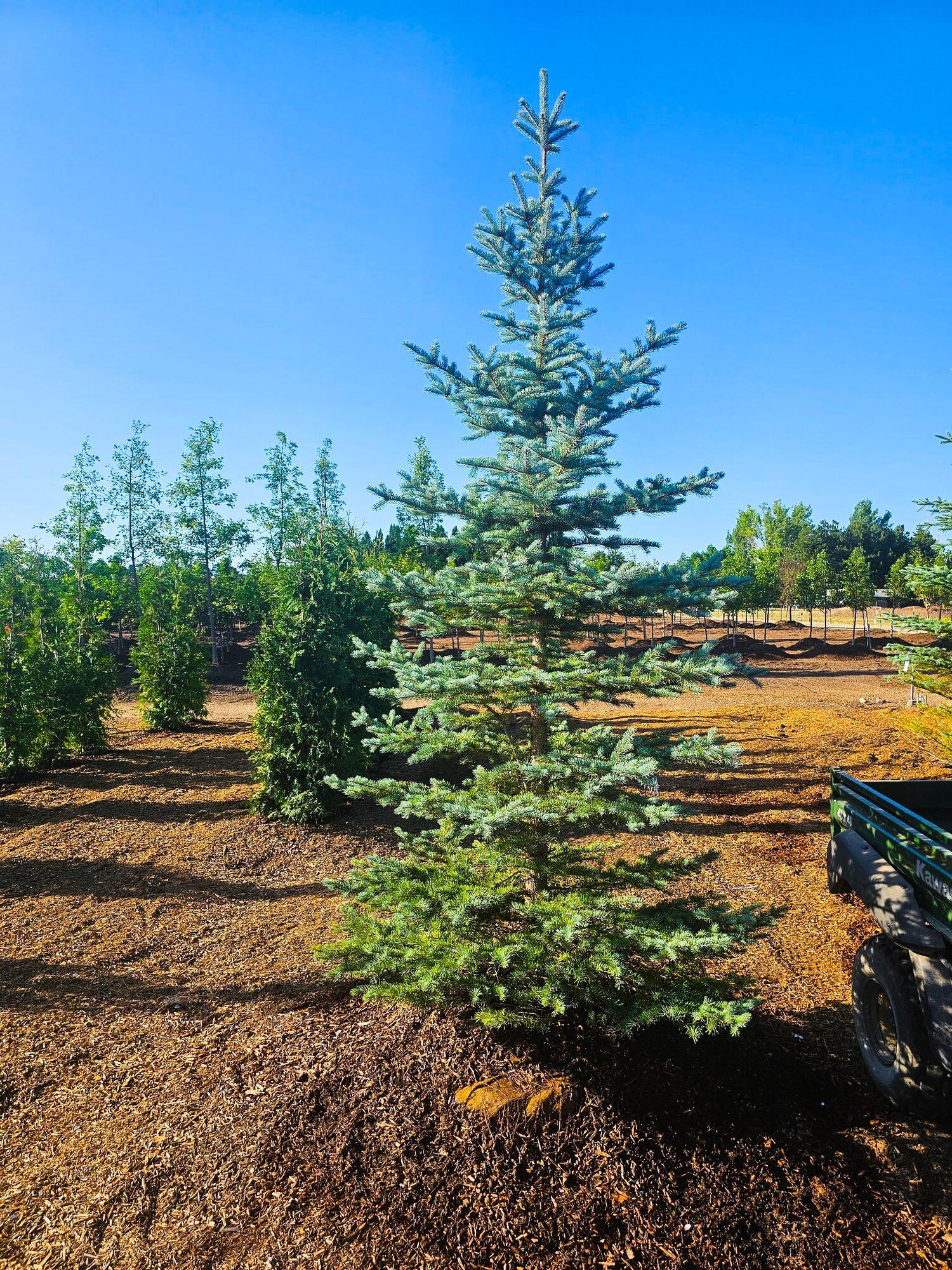 Freshly planted tree in a landscaped yard